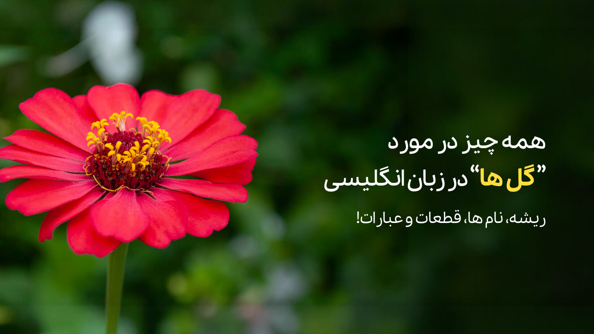 همه چیز درباره گل ها به زبان انگلیسی: نام ها، قطعات و عبارات